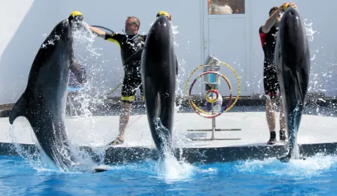 Antalya Sea Lions and Dolphin Show